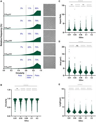 “Influence of plasmids, selection markers and auxotrophic mutations on Haloferax volcanii cell shape plasticity”